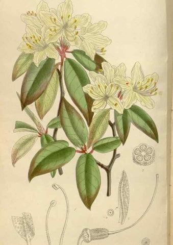 Reproducción/Reproduction 36055921575: Curtis's botanical magazine.. London ; New York [etc.] :Academic Press [etc.]