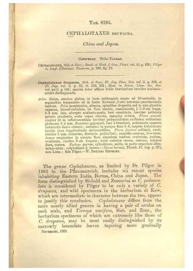 Reproducción/Reproduction 35884257242: Curtis's botanical magazine.. London ; New York [etc.] :Academic Press [etc.]