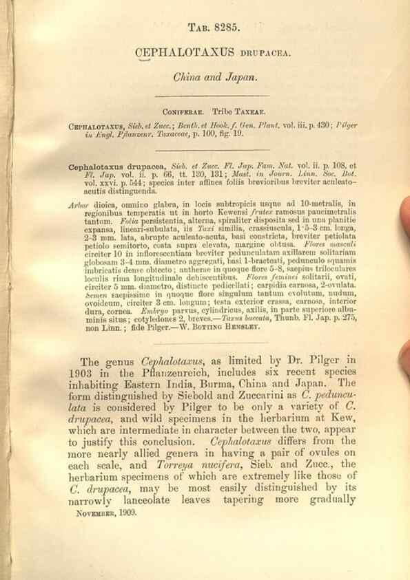 Reproducción/Reproduction 35884257242: Curtis's botanical magazine.. London ; New York [etc.] :Academic Press [etc.]