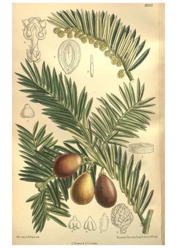 Reproducción/Reproduction 36055814145: Curtis's botanical magazine.. London ; New York [etc.] :Academic Press [etc.]