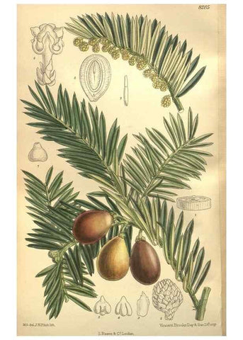 Reproducción/Reproduction 36055814145: Curtis's botanical magazine.. London ; New York [etc.] :Academic Press [etc.]