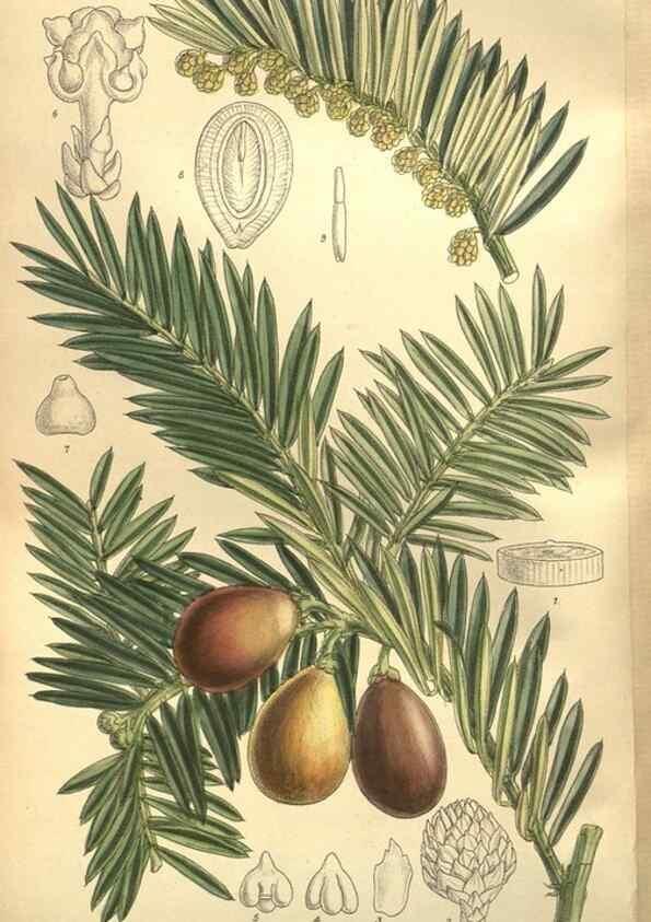 Reproducción/Reproduction 36055814145: Curtis's botanical magazine.. London ; New York [etc.] :Academic Press [etc.]