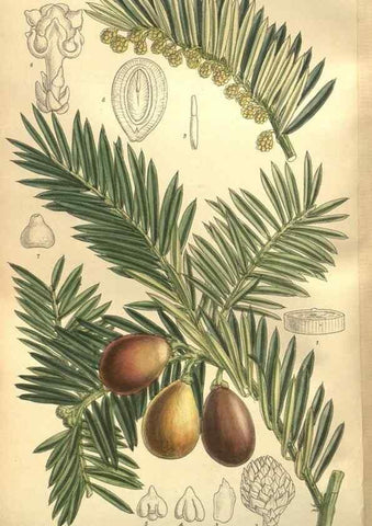 Reproducción/Reproduction 36055814145: Curtis's botanical magazine.. London ; New York [etc.] :Academic Press [etc.]