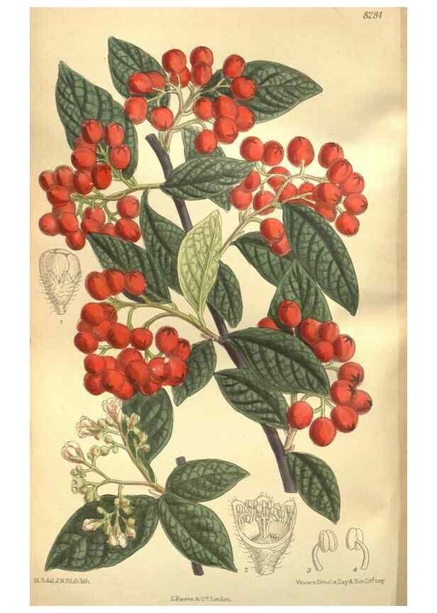 Reproducción/Reproduction 36055812815: Curtis's botanical magazine.. London ; New York [etc.] :Academic Press [etc.]