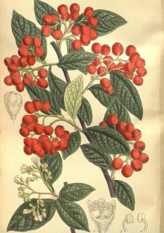 Reproducción/Reproduction 36055812815: Curtis's botanical magazine.. London ; New York [etc.] :Academic Press [etc.]