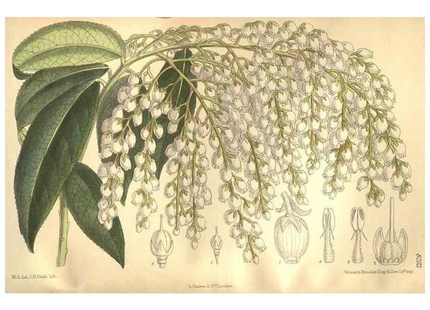 Reproducción/Reproduction 36055811945: Curtis's botanical magazine.. London ; New York [etc.] :Academic Press [etc.]