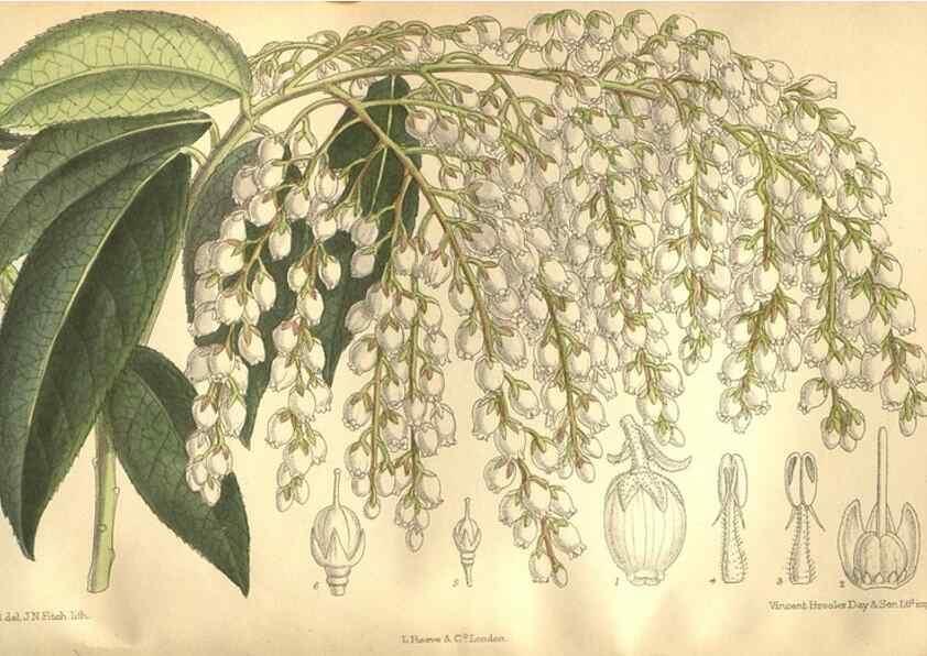 Reproducción/Reproduction 36055811945: Curtis's botanical magazine.. London ; New York [etc.] :Academic Press [etc.]