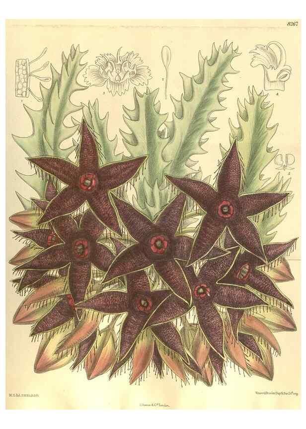 Reproducción/Reproduction 35921909131: Curtis's botanical magazine.. London ; New York [etc.] :Academic Press [etc.]