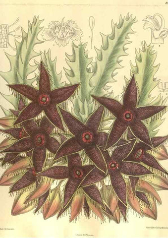 Reproducción/Reproduction 35921909131: Curtis's botanical magazine.. London ; New York [etc.] :Academic Press [etc.]