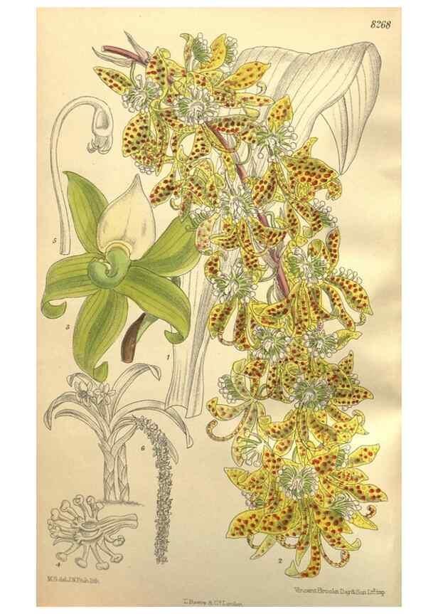 Reproducción/Reproduction 36014272666: Curtis's botanical magazine.. London ; New York [etc.] :Academic Press [etc.]