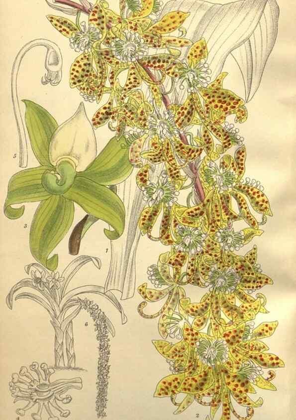 Reproducción/Reproduction 36014272666: Curtis's botanical magazine.. London ; New York [etc.] :Academic Press [etc.]