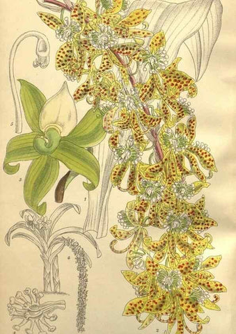 Reproducción/Reproduction 36014272666: Curtis's botanical magazine.. London ; New York [etc.] :Academic Press [etc.]