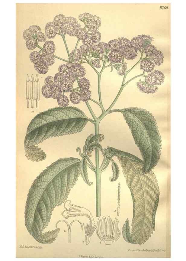 Reproducción/Reproduction 36014275786: Curtis's botanical magazine.. London ; New York [etc.] :Academic Press [etc.]