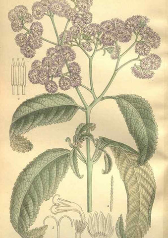 Reproducción/Reproduction 36014275786: Curtis's botanical magazine.. London ; New York [etc.] :Academic Press [etc.]