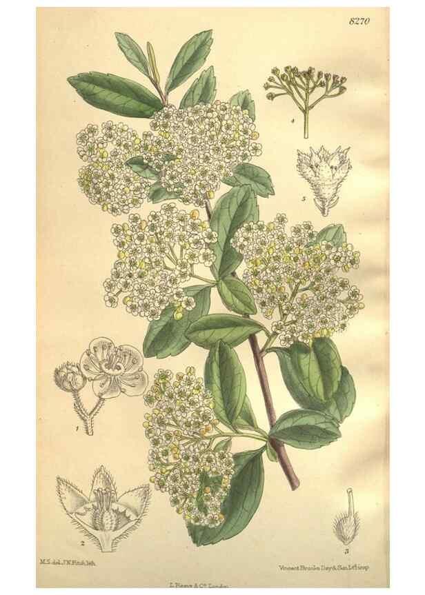 Reproducción/Reproduction 36014279536: Curtis's botanical magazine.. London ; New York [etc.] :Academic Press [etc.]