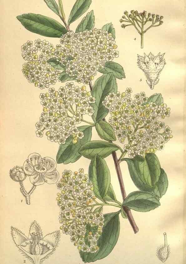 Reproducción/Reproduction 36014279536: Curtis's botanical magazine.. London ; New York [etc.] :Academic Press [etc.]