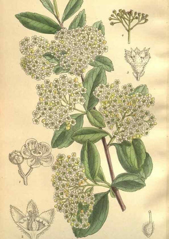 Reproducción/Reproduction 36014279536: Curtis's botanical magazine.. London ; New York [etc.] :Academic Press [etc.]