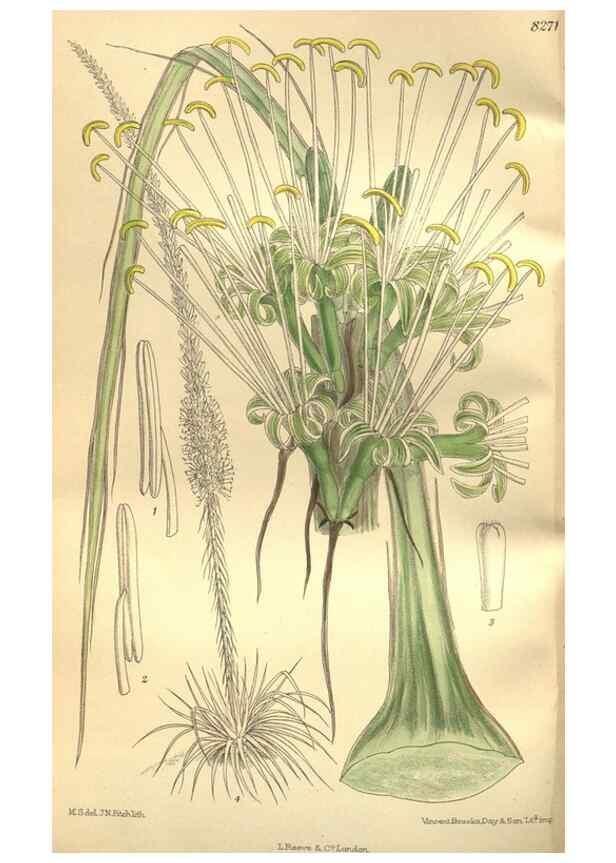 Reproducción/Reproduction 36014282816: Curtis's botanical magazine.. London ; New York [etc.] :Academic Press [etc.]