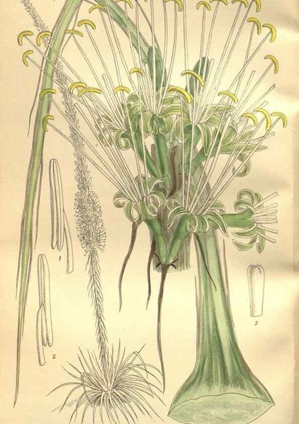 Reproducción/Reproduction 36014282816: Curtis's botanical magazine.. London ; New York [etc.] :Academic Press [etc.]