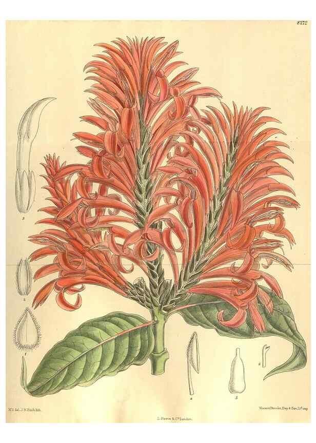 Reproducción/Reproduction 36014285836: Curtis's botanical magazine.. London ; New York [etc.] :Academic Press [etc.]