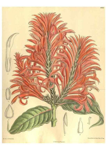 Reproducción/Reproduction 36014285836: Curtis's botanical magazine.. London ; New York [etc.] :Academic Press [etc.]
