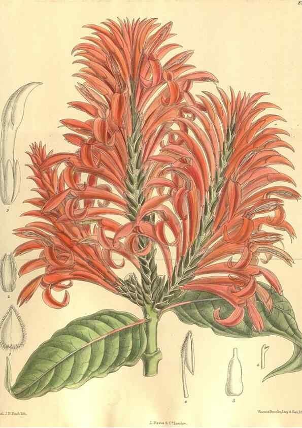 Reproducción/Reproduction 36014285836: Curtis's botanical magazine.. London ; New York [etc.] :Academic Press [etc.]