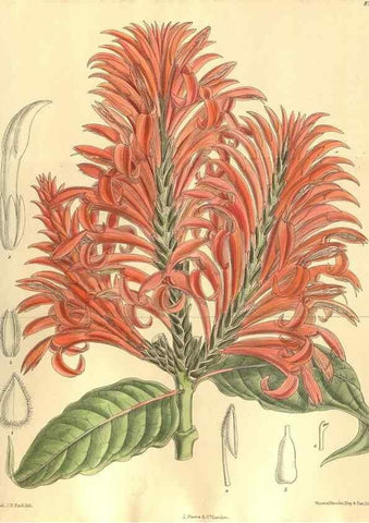 Reproducción/Reproduction 36014285836: Curtis's botanical magazine.. London ; New York [etc.] :Academic Press [etc.]