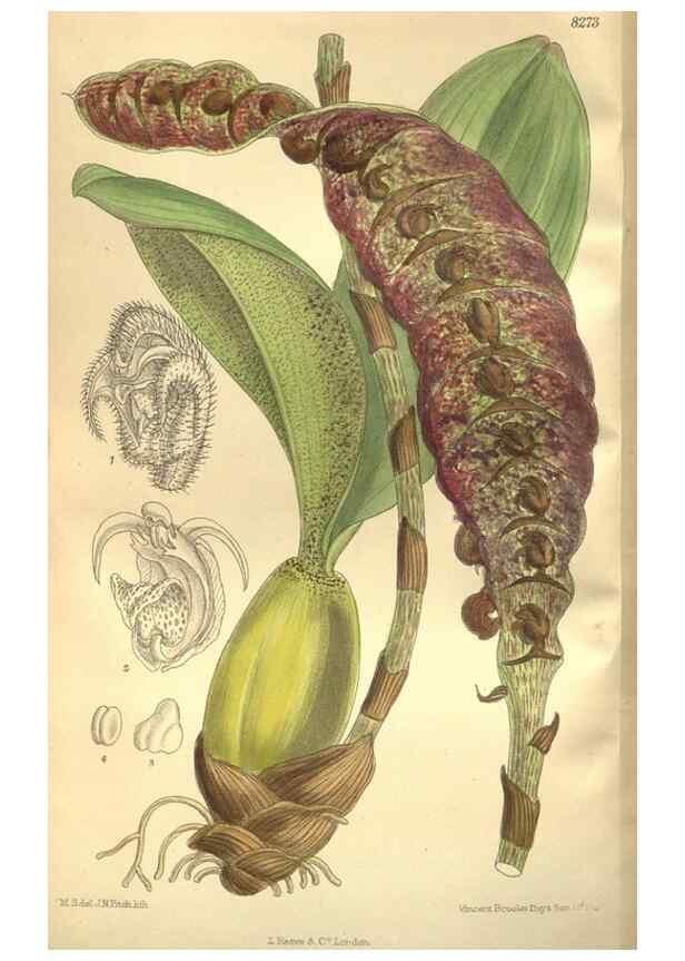 Reproducción/Reproduction 36055799195: Curtis's botanical magazine.. London ; New York [etc.] :Academic Press [etc.]
