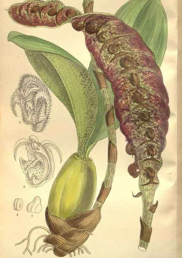Reproducción/Reproduction 36055799195: Curtis's botanical magazine.. London ; New York [etc.] :Academic Press [etc.]
