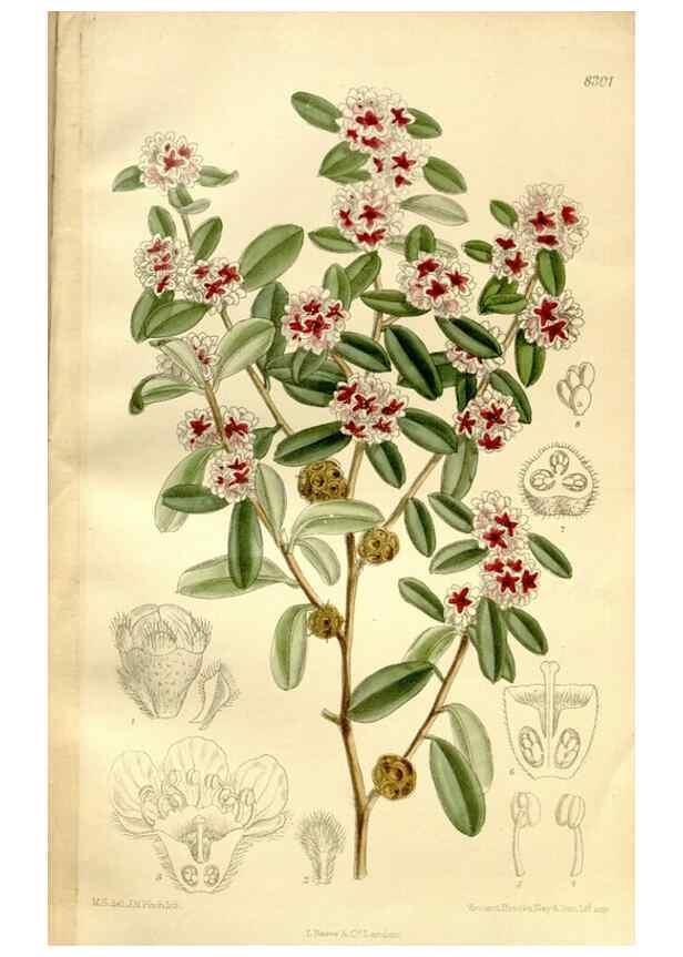 Reproducción/Reproduction 36055923055: Curtis's botanical magazine.. London ; New York [etc.] :Academic Press [etc.]