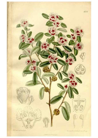 Reproducción/Reproduction 36055923055: Curtis's botanical magazine.. London ; New York [etc.] :Academic Press [etc.]