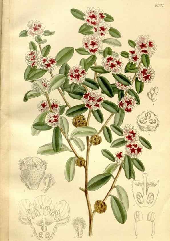 Reproducción/Reproduction 36055923055: Curtis's botanical magazine.. London ; New York [etc.] :Academic Press [etc.]