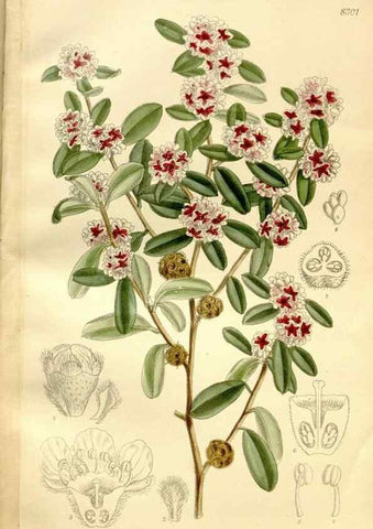 Reproducción/Reproduction 36055923055: Curtis's botanical magazine.. London ; New York [etc.] :Academic Press [etc.]