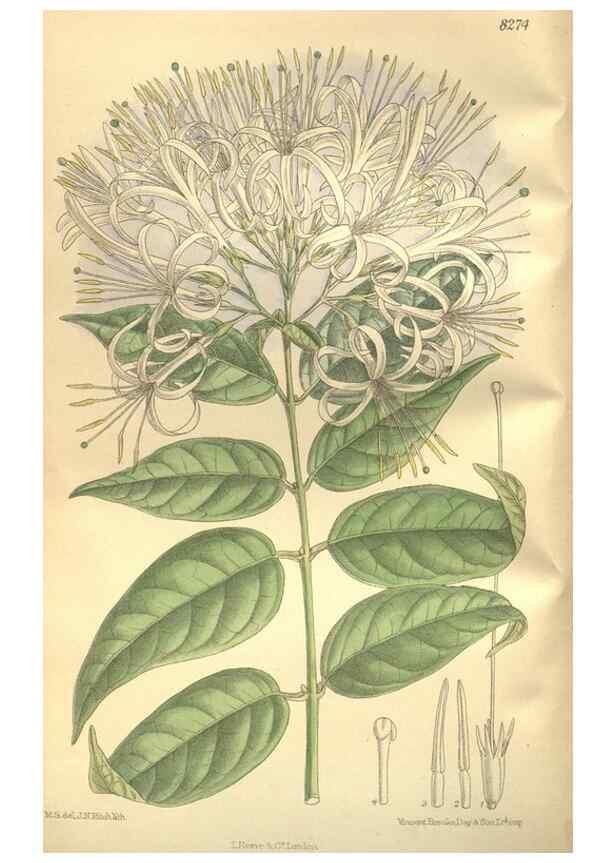 Reproducción/Reproduction 36014292826: Curtis's botanical magazine.. London ; New York [etc.] :Academic Press [etc.]