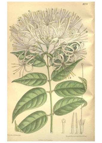 Reproducción/Reproduction 36014292826: Curtis's botanical magazine.. London ; New York [etc.] :Academic Press [etc.]