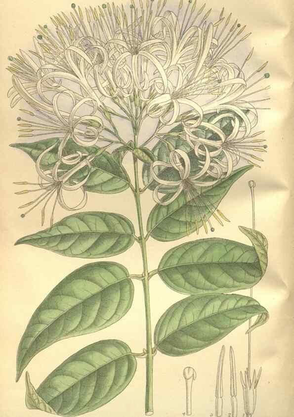 Reproducción/Reproduction 36014292826: Curtis's botanical magazine.. London ; New York [etc.] :Academic Press [etc.]