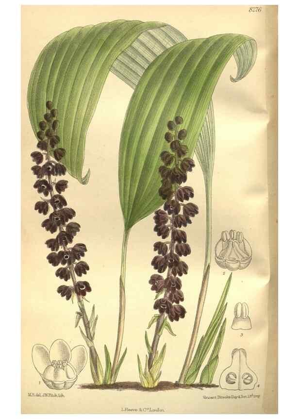 Reproducción/Reproduction 35665943780: Curtis's botanical magazine.. London ; New York [etc.] :Academic Press [etc.]