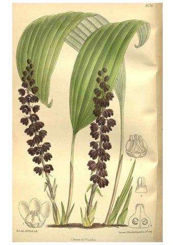 Reproducción/Reproduction 35665943780: Curtis's botanical magazine.. London ; New York [etc.] :Academic Press [etc.]