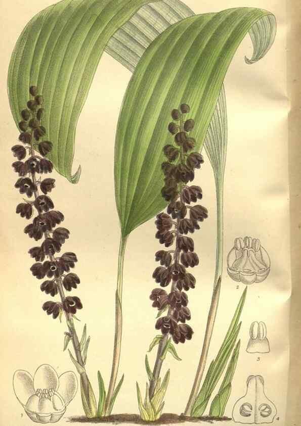 Reproducción/Reproduction 35665943780: Curtis's botanical magazine.. London ; New York [etc.] :Academic Press [etc.]