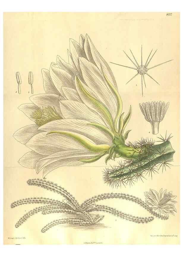 Reproducción/Reproduction 36014301546: Curtis's botanical magazine.. London ; New York [etc.] :Academic Press [etc.]