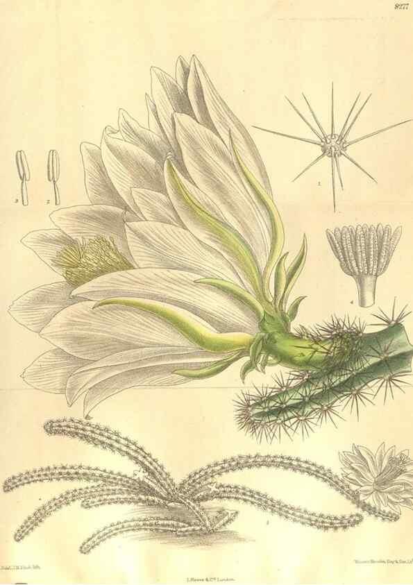 Reproducción/Reproduction 36014301546: Curtis's botanical magazine.. London ; New York [etc.] :Academic Press [etc.]