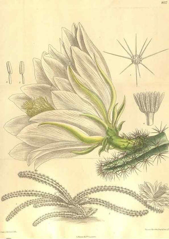 Reproducción/Reproduction 36014301546: Curtis's botanical magazine.. London ; New York [etc.] :Academic Press [etc.]