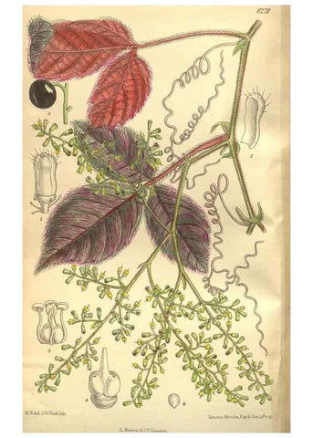 Reproducción/Reproduction 35665949120: Curtis's botanical magazine.. London ; New York [etc.] :Academic Press [etc.]