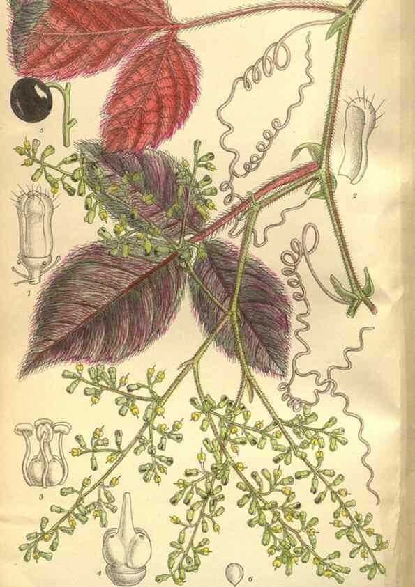 Reproducción/Reproduction 35665949120: Curtis's botanical magazine.. London ; New York [etc.] :Academic Press [etc.]