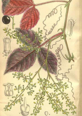 Reproducción/Reproduction 35665949120: Curtis's botanical magazine.. London ; New York [etc.] :Academic Press [etc.]