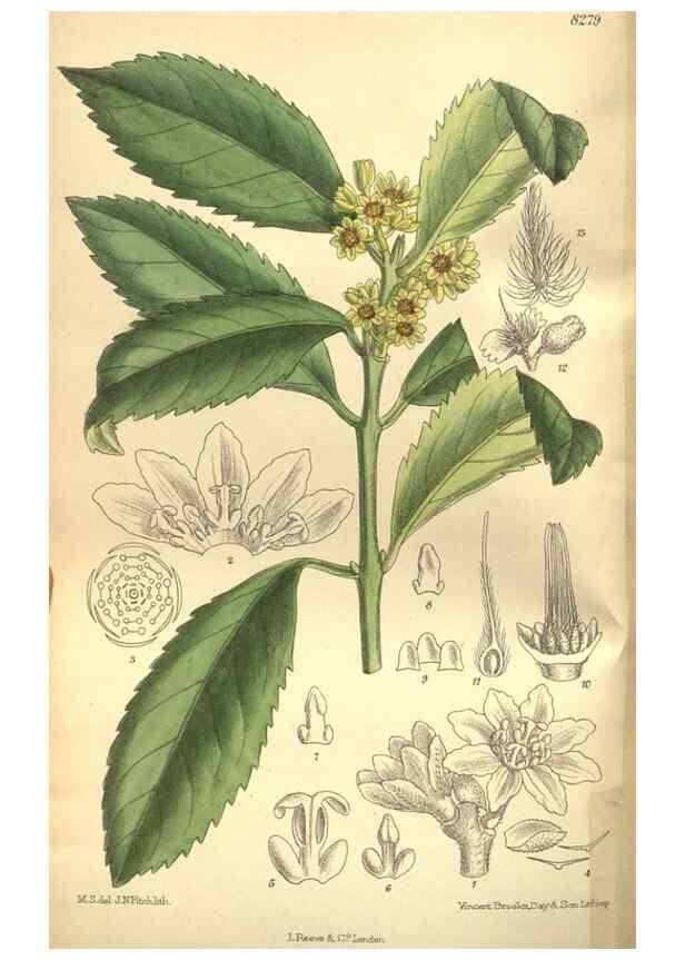 Reproducción/Reproduction 36014308996: Curtis's botanical magazine.. London ; New York [etc.] :Academic Press [etc.]