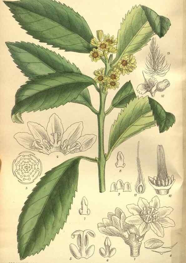 Reproducción/Reproduction 36014308996: Curtis's botanical magazine.. London ; New York [etc.] :Academic Press [etc.]