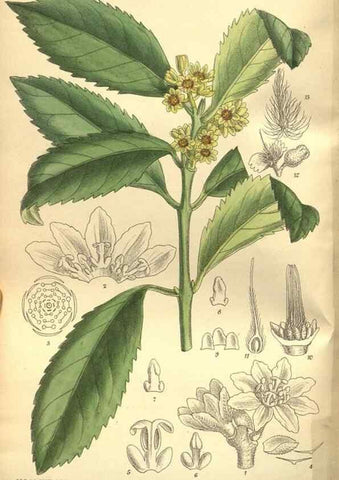 Reproducción/Reproduction 36014308996: Curtis's botanical magazine.. London ; New York [etc.] :Academic Press [etc.]