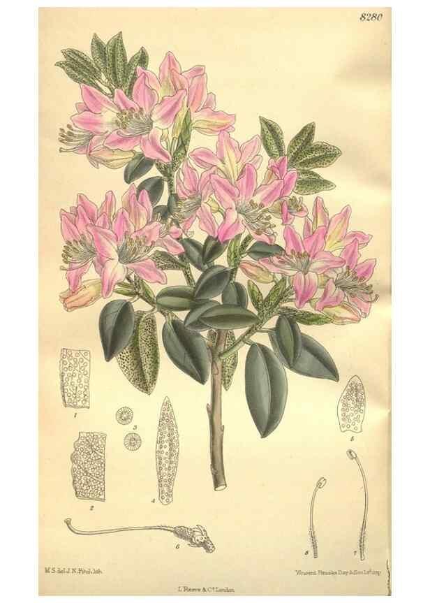 Reproducción/Reproduction 36014312266: Curtis's botanical magazine.. London ; New York [etc.] :Academic Press [etc.]