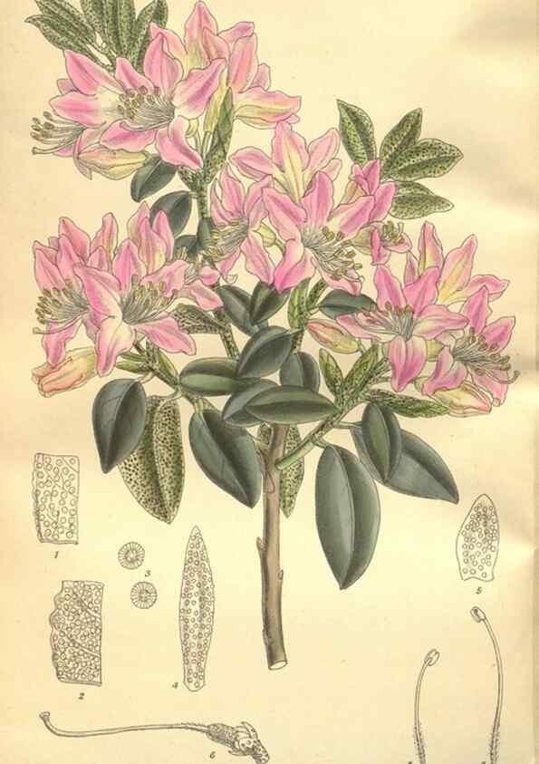 Reproducción/Reproduction 36014312266: Curtis's botanical magazine.. London ; New York [etc.] :Academic Press [etc.]